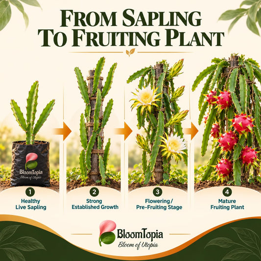 Illustrated growth stages for Red Dragon Fruit, from young plant to mature growth.