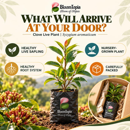 clove nursery plant and root packing illustration.