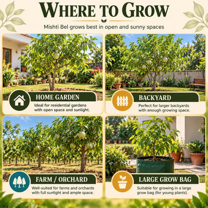Illustrated growing locations for Mishti Bel.