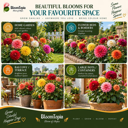 Pots and garden locations for growing dahlias.