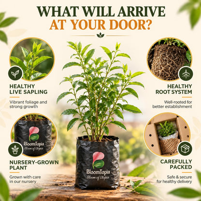 Illustrated plant, root close-ups and pack-presentation panel for Raat Ki Rani Night Blooming Jasmine.