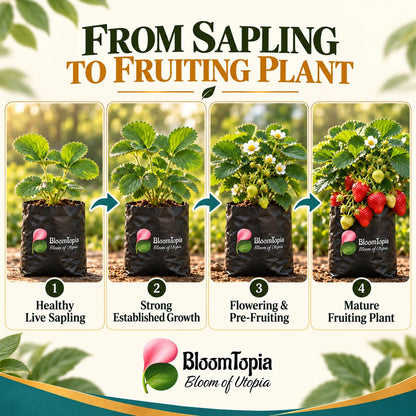 Illustrated growth stages for Strawberry, from young plant to mature growth.