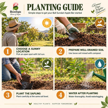 Four-step planting illustration for Ball Sundari Apple Ber Fruit.