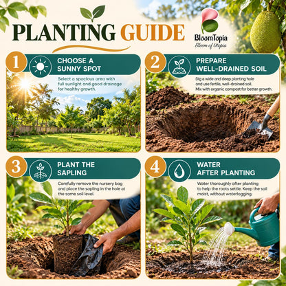 Step-by-step planting illustration for Vietnam Super Early Jackfruit.