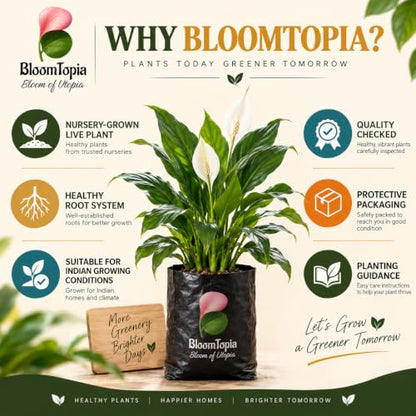 BloomTopia plant-handling and brand-information panel featuring Peace Lily (Spathiphyllum).