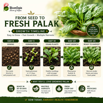 Palak spinach seed-to-harvest growth illustration.
