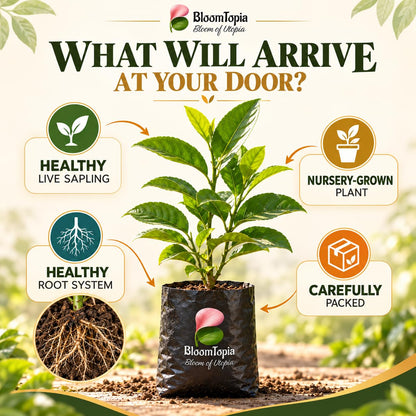 Illustrated plant, root close-ups and pack-presentation panel for Gondhoraj Lemon.