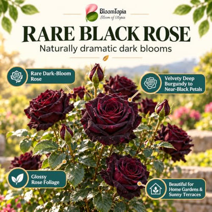 Illustration of mature Dark Burgundy Rose features with variety callouts.