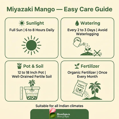 Mango plant sunlight, watering and soil care guide.
