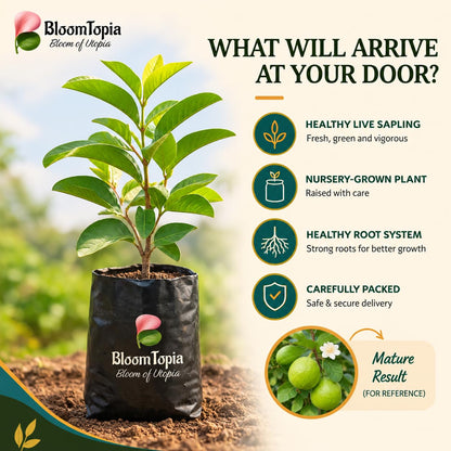 Illustrated plant, root close-ups and pack-presentation panel for Traditional Green Guava.