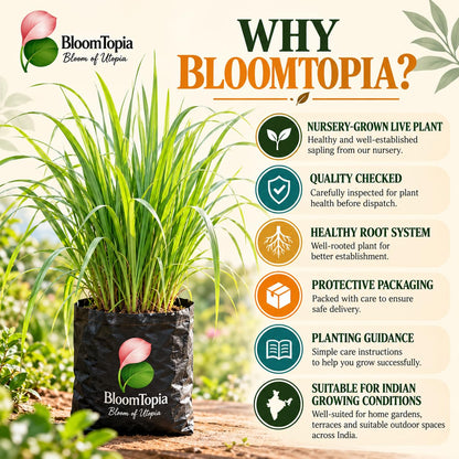 BloomTopia plant-handling and brand-information panel featuring Lemongrass.