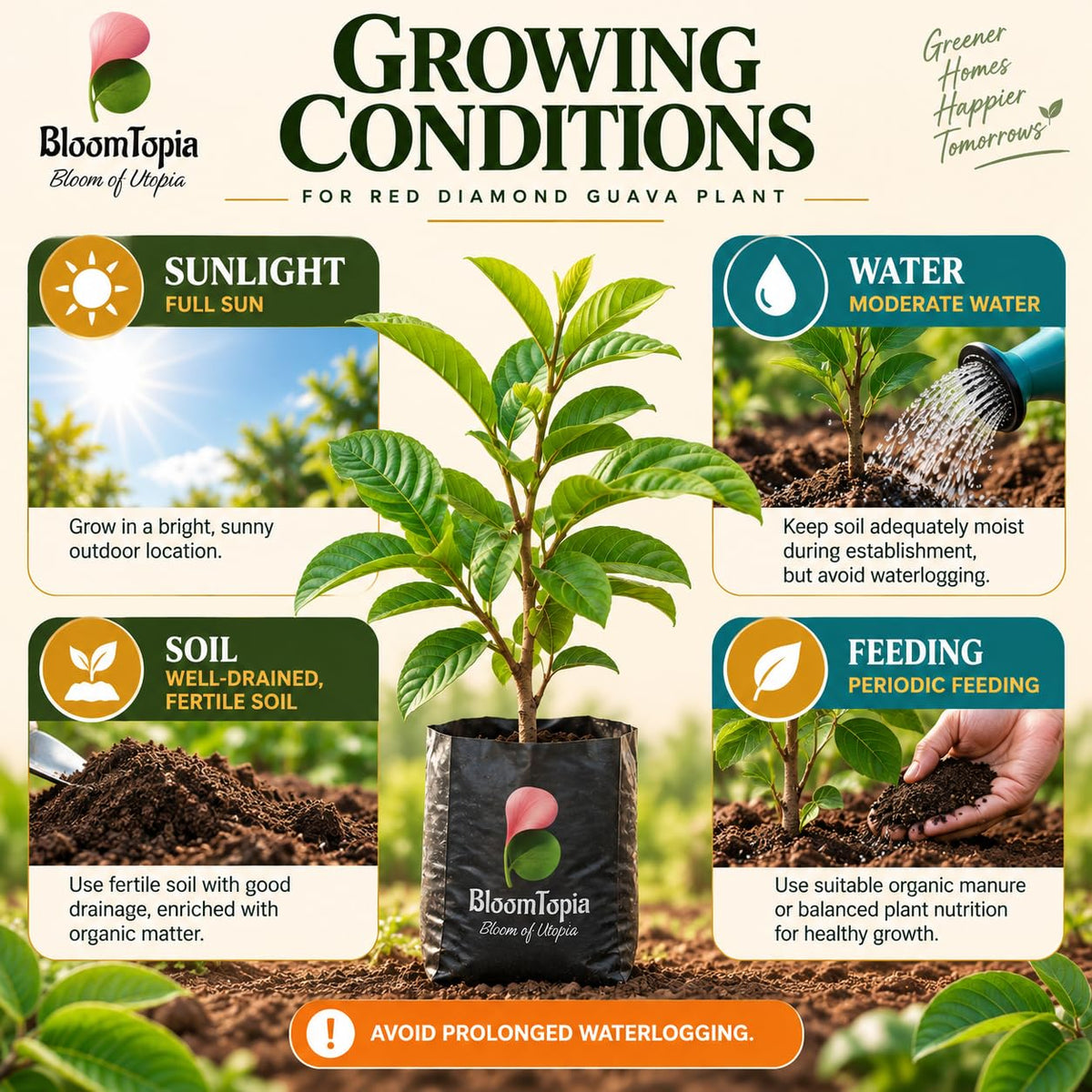 Sunlight, water, soil and feeding guide for Red Diamond Guava.