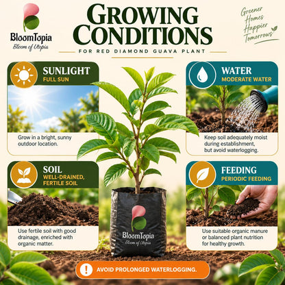 Sunlight, water, soil and feeding guide for Red Diamond Guava.