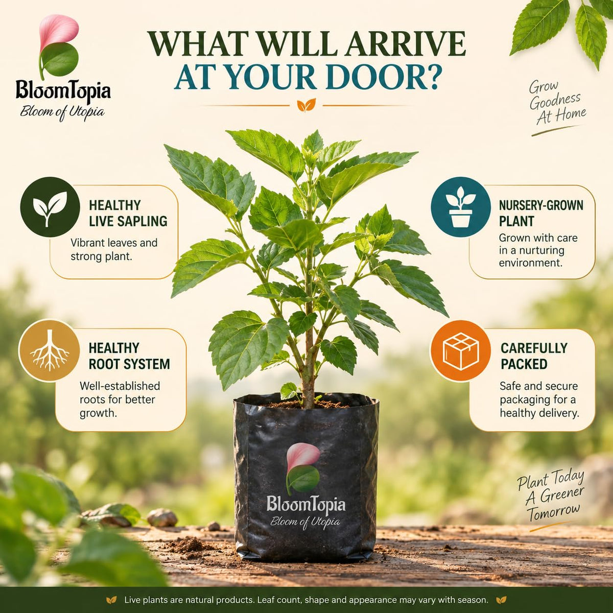 Illustrated plant, root close-ups and pack-presentation panel for Black Mulberry Shahtoot.