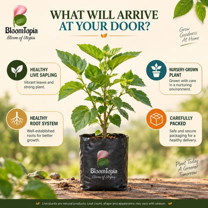 Illustrated plant, root close-ups and pack-presentation panel for Black Mulberry Shahtoot.