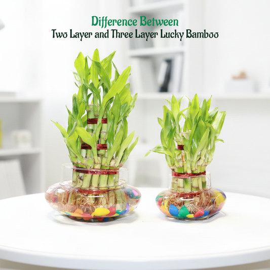 Lucky Bamboo 3 Layer Feng Shui Plant with Glass Jar | Live Indoor Plant for Home & Office | Includes Colorful Stones & Water Gel Balls | Symbol of Luck, Prosperity & Positive (Glass Bowl, 3 Layer)