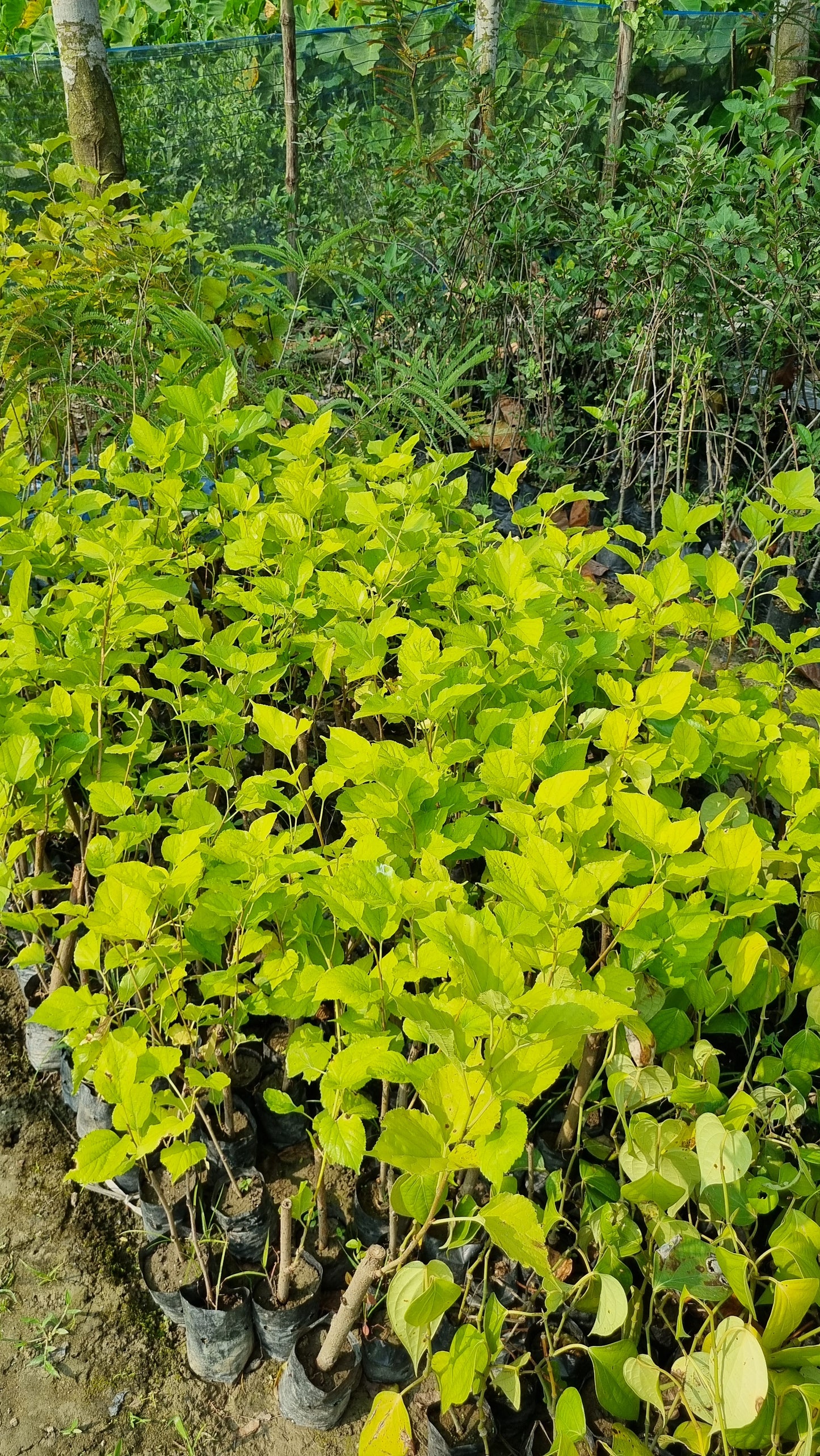 BloomTopia Premium Rare Hybrid Mulberry (Shahtoot) Fruit Plant Live | Deep Blackish-Red, Long & Thick Juicy Fruits | Easy to Grow, All-Time Fruiting, Fast Growing High Yield Variety | Pack of 1