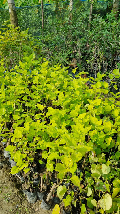 BloomTopia Premium Rare Hybrid Mulberry (Shahtoot) Fruit Plant Live | Deep Blackish-Red, Long & Thick Juicy Fruits | Easy to Grow, All-Time Fruiting, Fast Growing High Yield Variety | Pack of 1