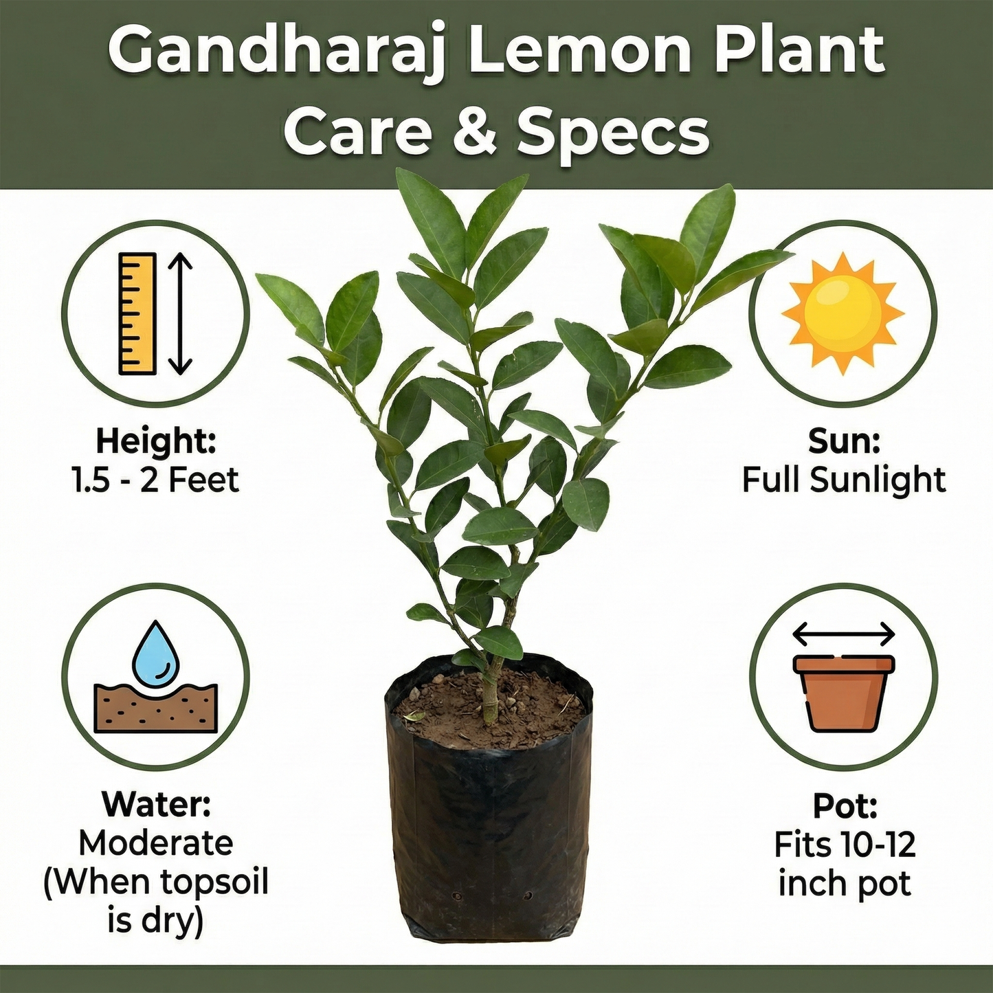 BloomTopia All Season Desi Gandharaj Lemon (Nimbu/Lebu) Live Plant | Original Air-Layered Grafted Green Lemon Plant | Highly Fragrant, Fast Growing Fruit Plant for Home, Terrace & Kitchen Garden