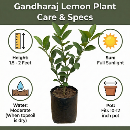 BloomTopia All Season Desi Gandharaj Lemon (Nimbu/Lebu) Live Plant | Original Air-Layered Grafted Green Lemon Plant | Highly Fragrant, Fast Growing Fruit Plant for Home, Terrace & Kitchen Garden