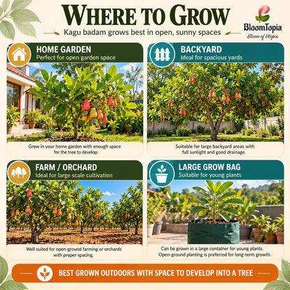 Illustrated growing locations for Kaju Badam Cashew Nut.