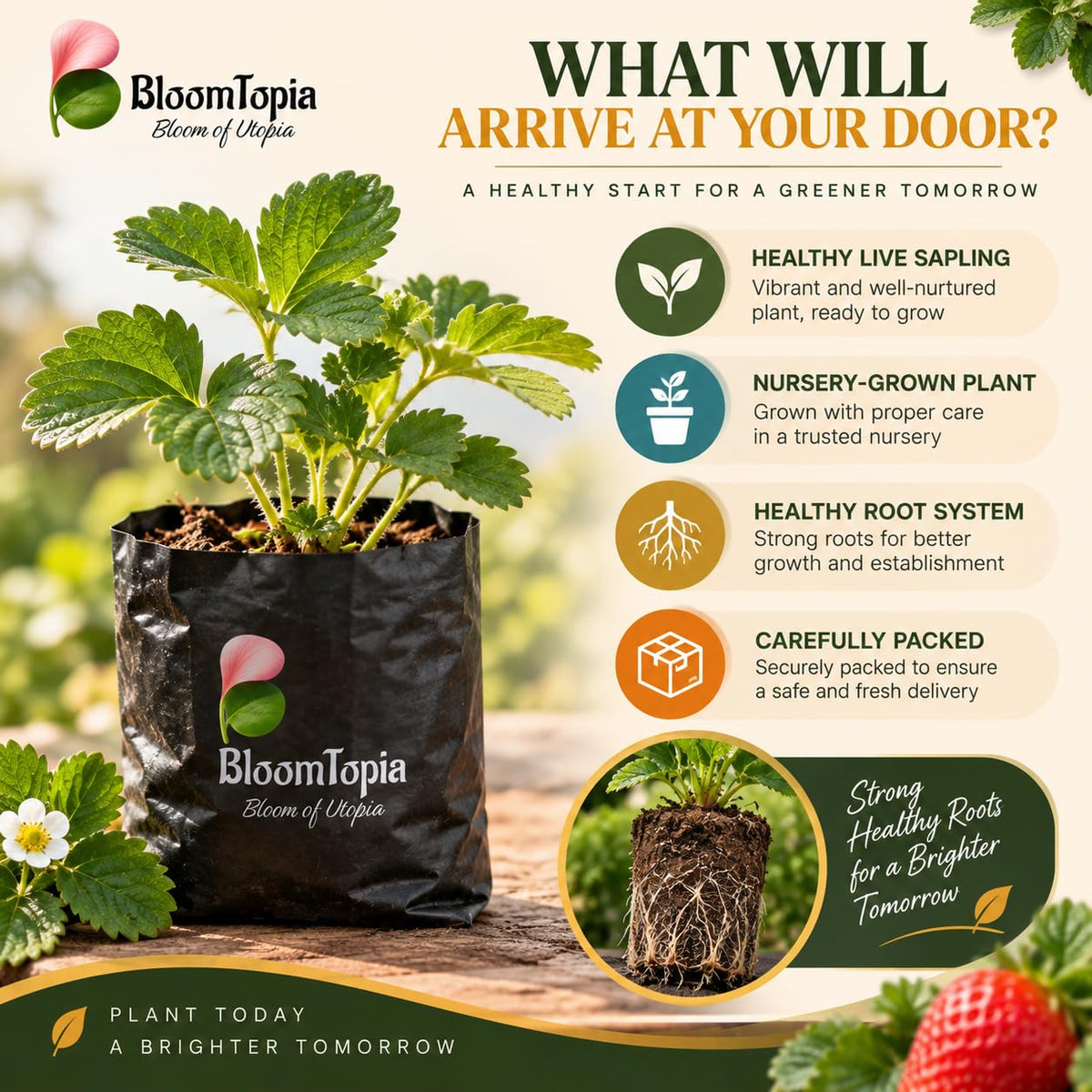 Illustrated plant, root close-ups and pack-presentation panel for Strawberry.