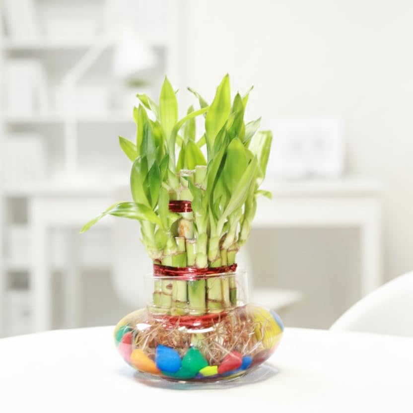 Lucky bamboo arranged in a glass bowl with colourful stones.