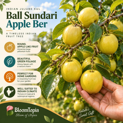 Illustration of mature Ball Sundari Apple Ber features with variety callouts.