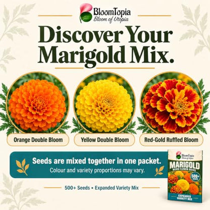 Close-up assortment of illustrated marigold flower forms.