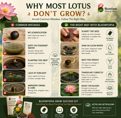 Lotus germination troubleshooting illustration.