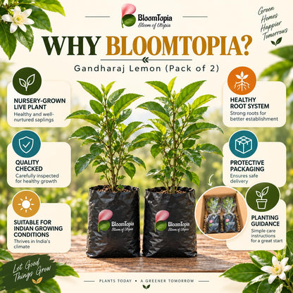 BloomTopia plant-handling and brand-information panel featuring Gandharaj Lemon.