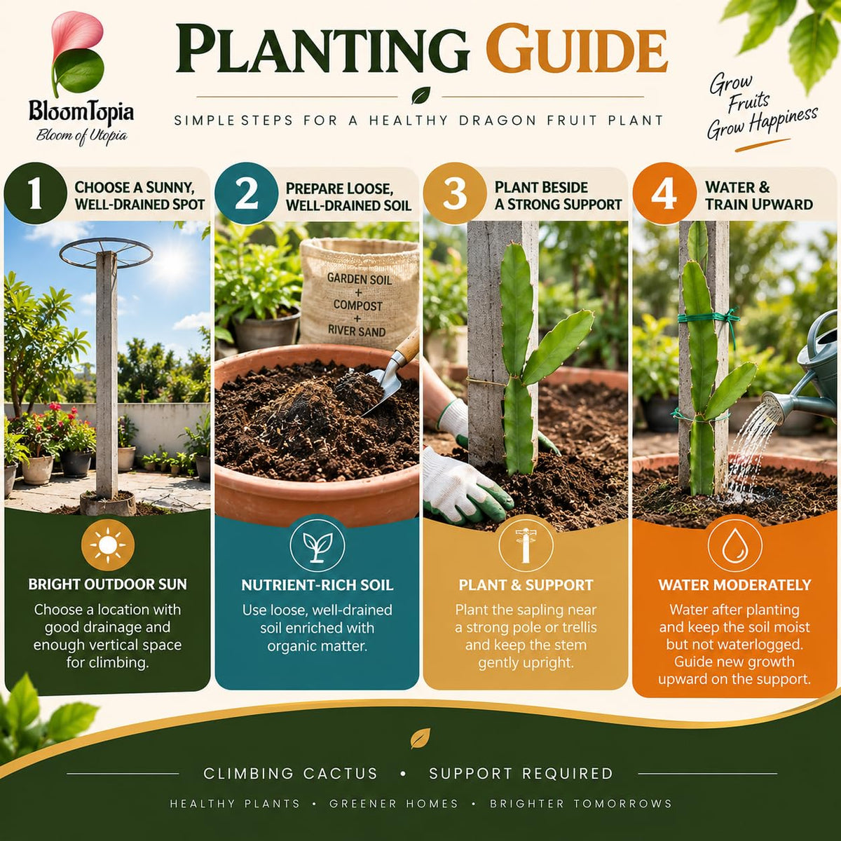 Step-by-step planting illustration for Dragon Fruit.