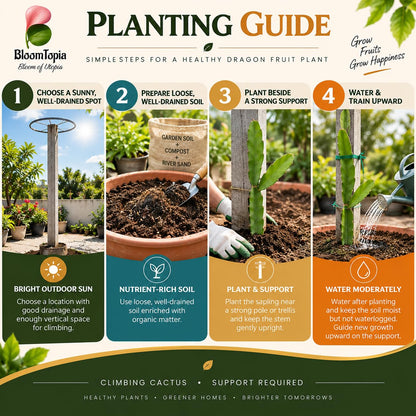 Step-by-step planting illustration for Dragon Fruit.