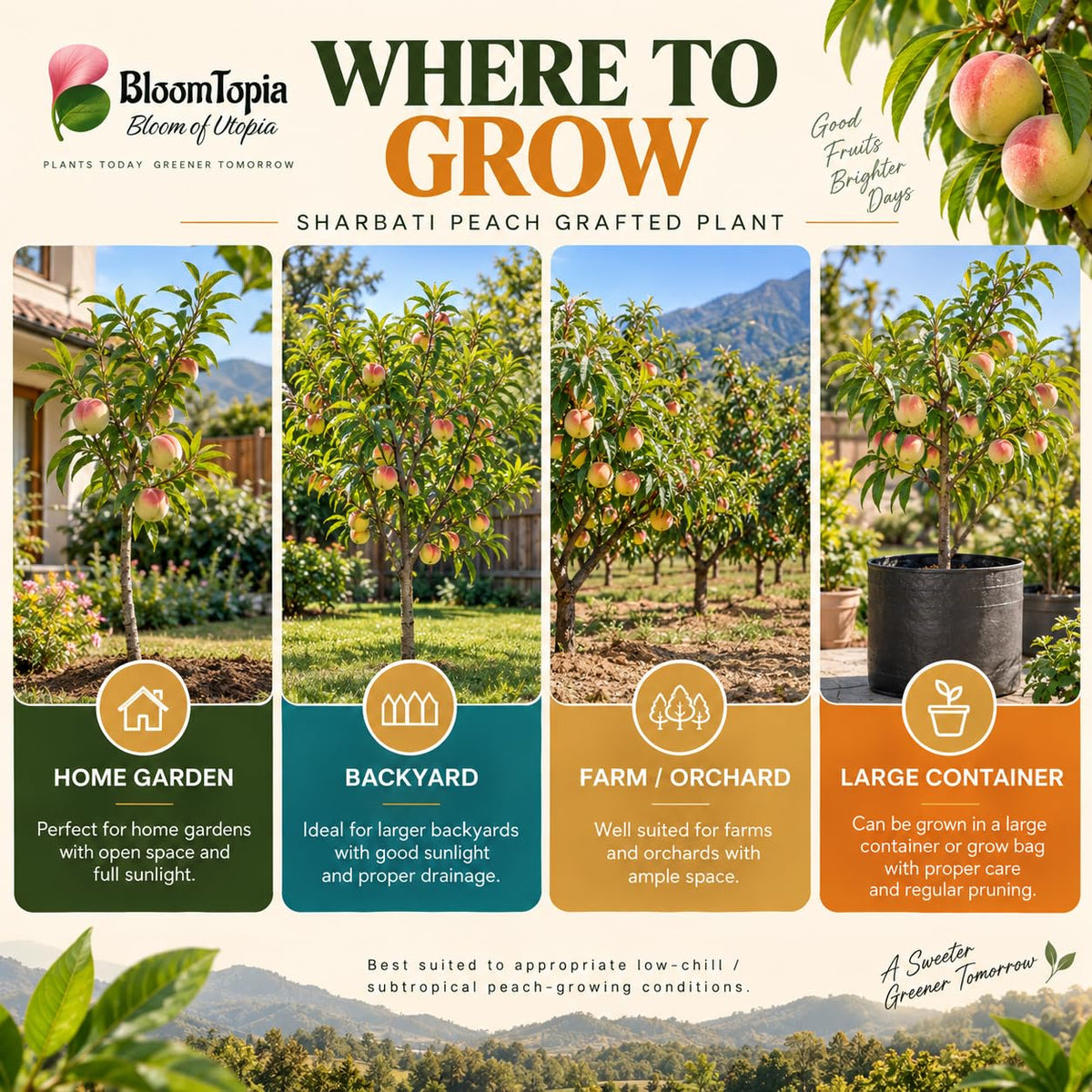 Illustrated growing locations for Sharbati Peach Grafted.