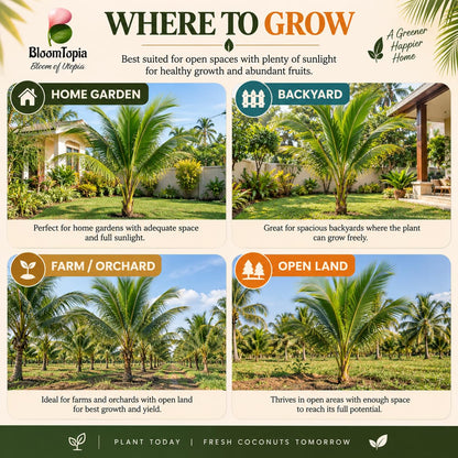 Garden and orchard growing locations for Vietnam dwarf coconut.
