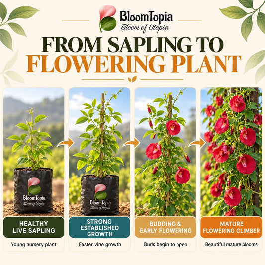 Illustrated growth stages for Red Aparajita, from young plant to mature growth.