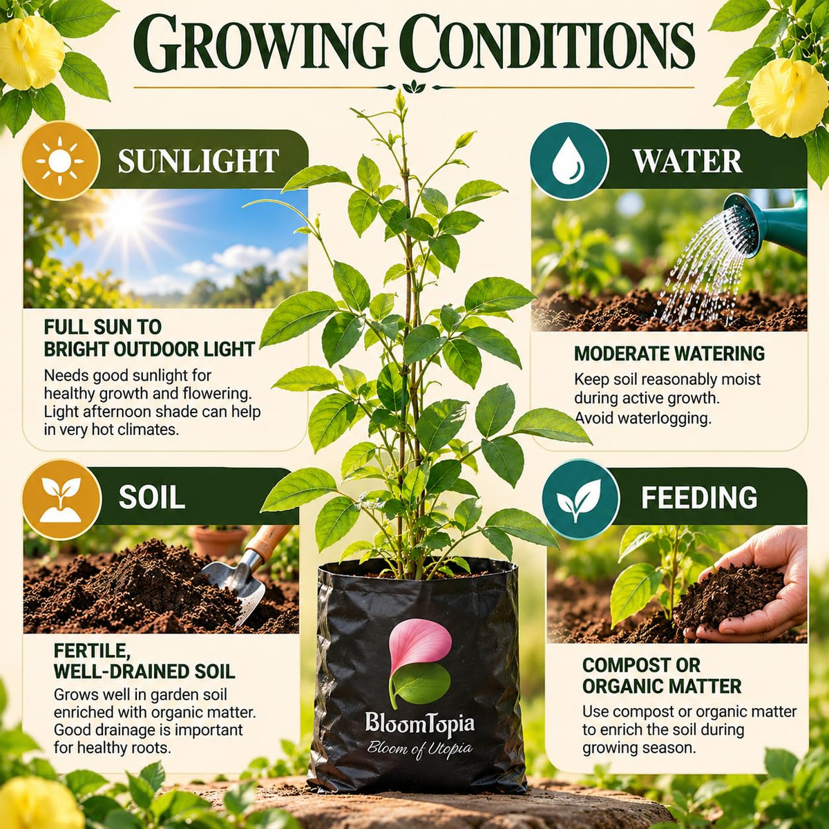 Sunlight, water, soil and feeding guide for Yellow Aparajita.