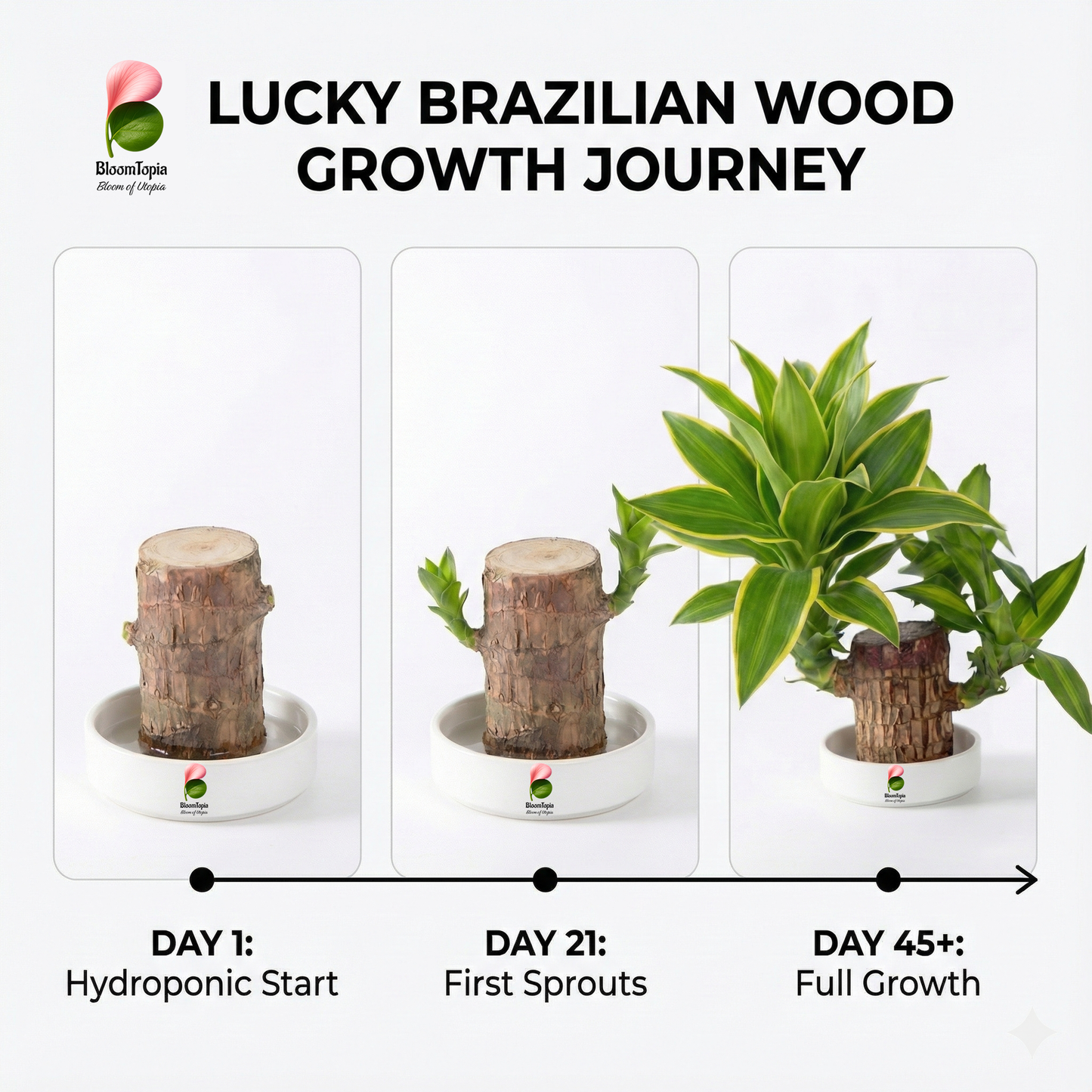 Lucky Brazilian Wood Live Plant for Home & Office | Good Luck Indoor Green Plant for Room & Desk Decor | Easy Care Air-Purifying Indoor Plant | Fresh Healthy Live Plant