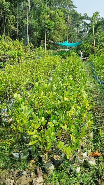 BloomTopia Seedless Lemon (Nimbu) Hybrid Live Plant | Original Air-Layered Citrus Fruit Plant | All Season, Fast Growing, High Yield Variety for Pot, Balcony & Home Garden | Approx Height 1–2 Ft