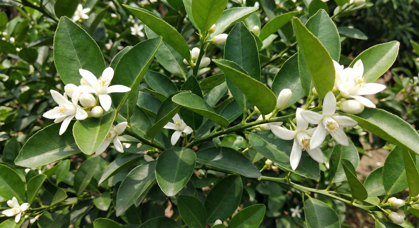 BloomTopia All Season Desi Gandharaj Lemon (Nimbu/Lebu) Live Plant | Original Air-Layered Grafted Green Lemon Plant | Highly Fragrant, Fast Growing Fruit Plant for Home, Terrace & Kitchen Garden