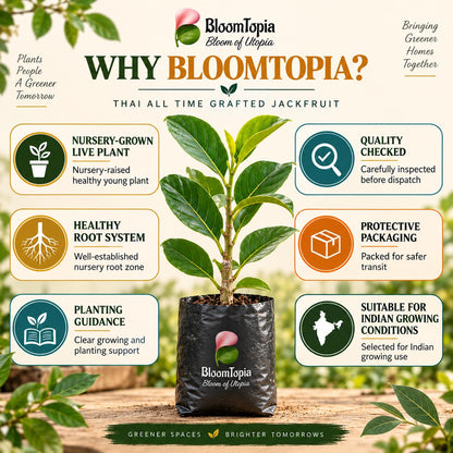 BloomTopia plant-handling and brand-information panel featuring Thai All Time Grafted Jackfruit.
