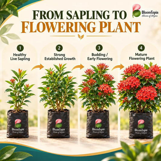 Illustrated growth stages for Ixora Rangan Flowering, from young plant to mature growth.