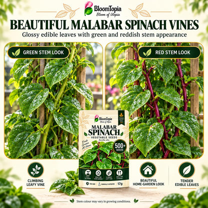 Green- and red-stemmed climbing spinach illustration.