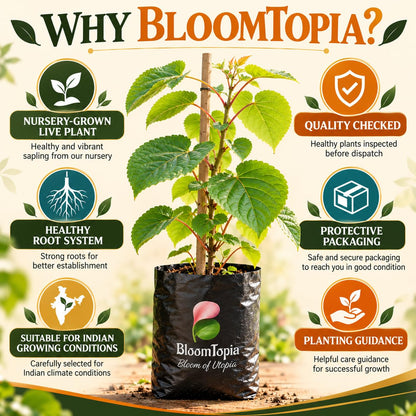 BloomTopia kiwi plant handling and packing information.