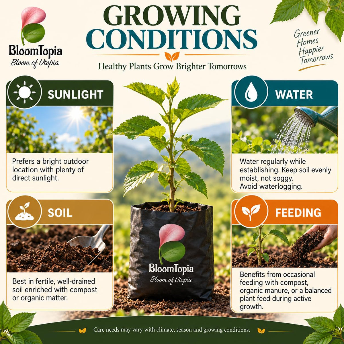 Sunlight, water, soil and feeding guide for Black Mulberry Shahtoot.