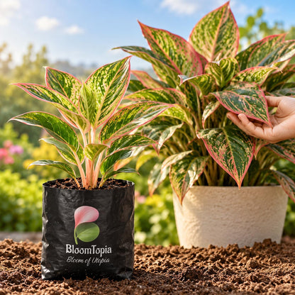 Illustration of a Aglaonema sapling in a nursery bag beside mature plant growth.