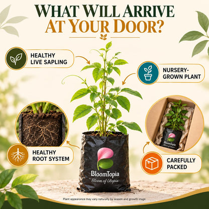 Illustrated plant, root close-ups and pack-presentation panel for Yellow Aparajita.