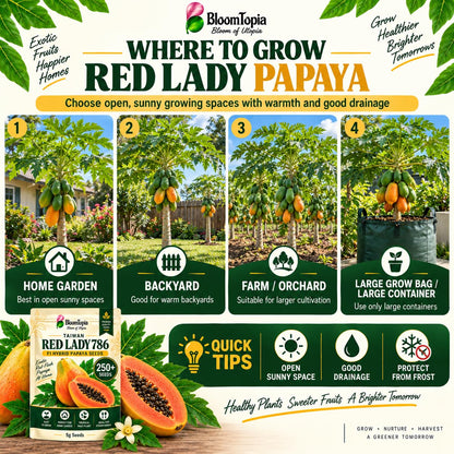 Illustrated outdoor growing locations for papaya.