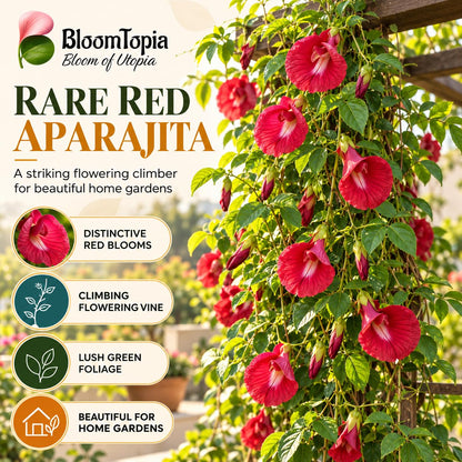 Illustration of mature Red Aparajita features with variety callouts.
