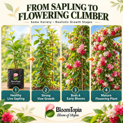 Illustrated growth stages for Double Petal Madhumalti Rangoon Creeper, from young plant to mature growth.